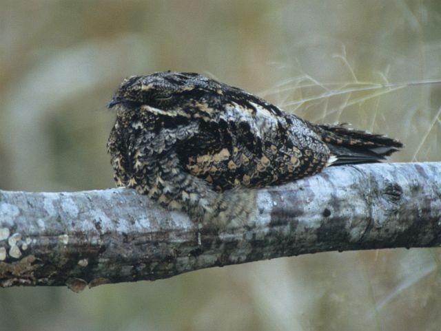 Gray Nightjar - ML731552