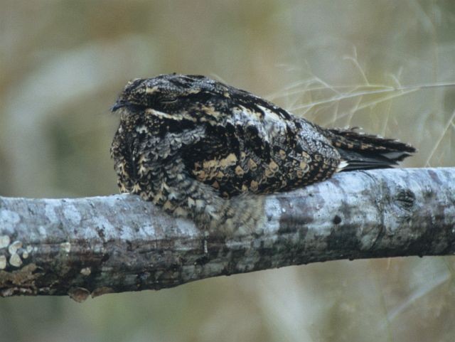 Gray Nightjar - ML731552