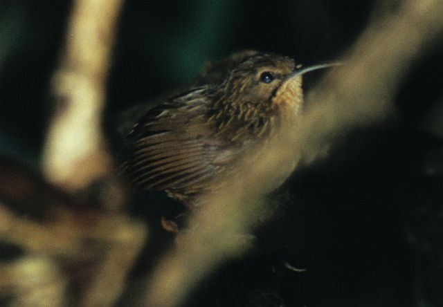 Long-billed Wren-Babbler - ML731553