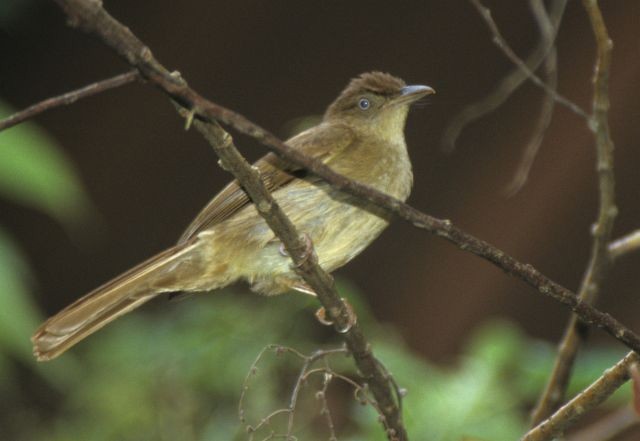 Charlotte's Bulbul - ML731554