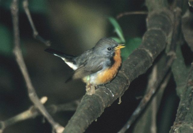 Kashmir Flycatcher - ML731555