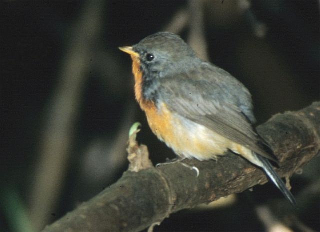 Kashmir Flycatcher - ML731556