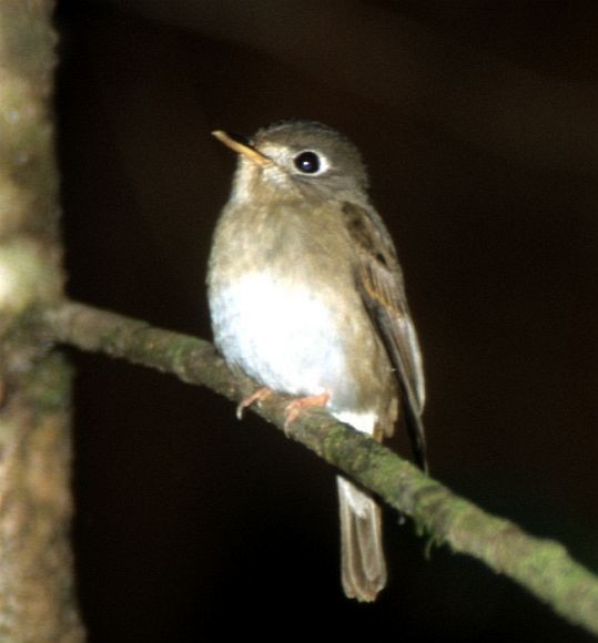 Brown-breasted Flycatcher - ML731557