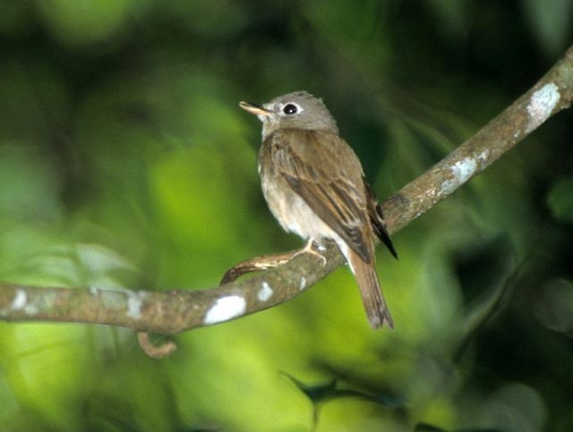 Brown-breasted Flycatcher - ML731558