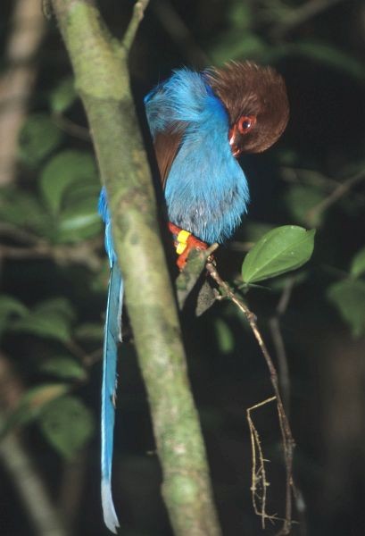 Sri Lanka Blue-Magpie - ML731559