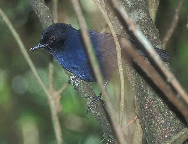 Sri Lanka Whistling-Thrush - ML731560