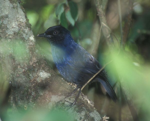 Sri Lanka Whistling-Thrush - ML731561