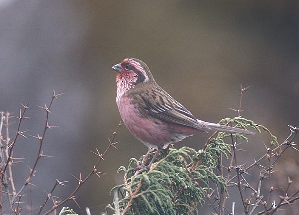 Himalayan White-browed Rosefinch - ML731563