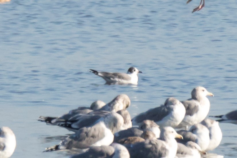 Franklin's Gull - ML73156371