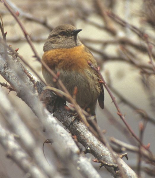 Robin Accentor - ML731564