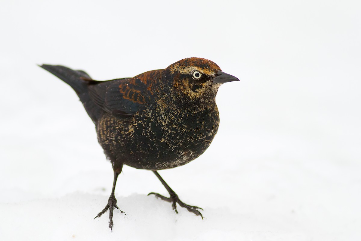 Rusty Blackbird - Ryan Douglas