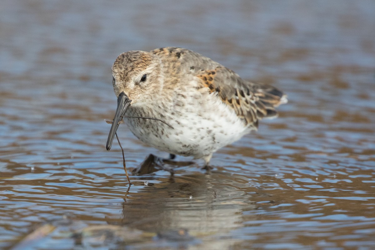 Dunlin - Don McCracken