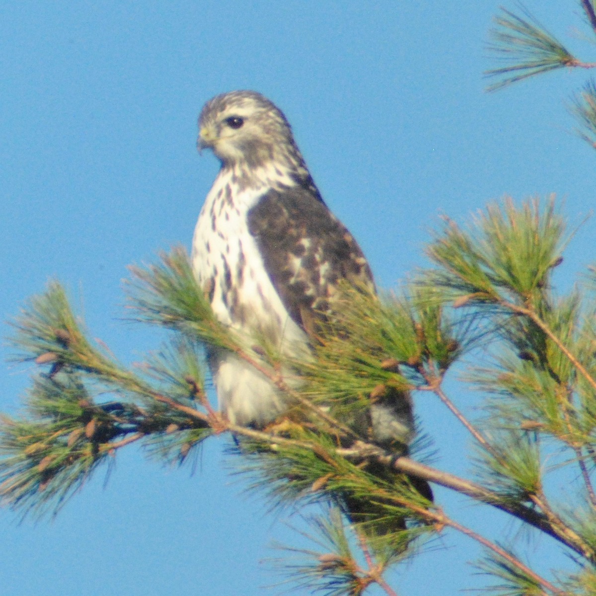 Red-tailed Hawk (Harlan's) - ML73157161