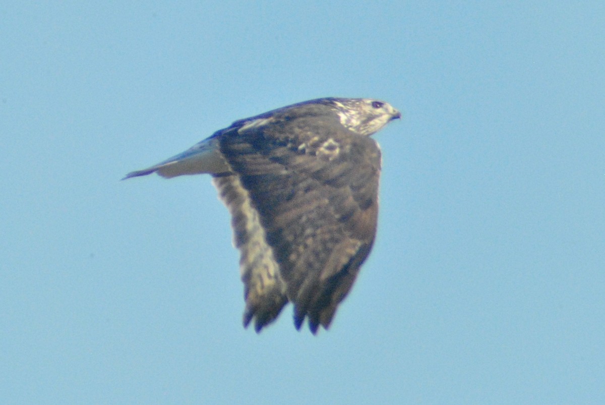 Red-tailed Hawk (Harlan's) - Sean Cozart