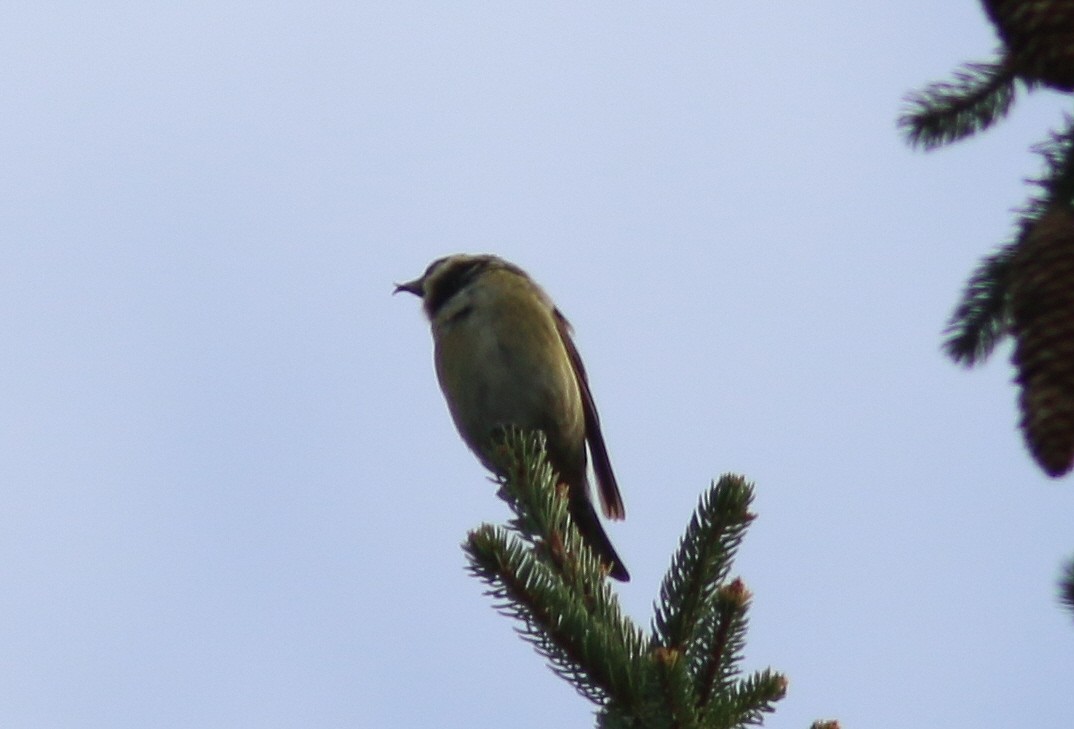 Red Crossbill (Lodgepole Pine or type 5) - ML73157271
