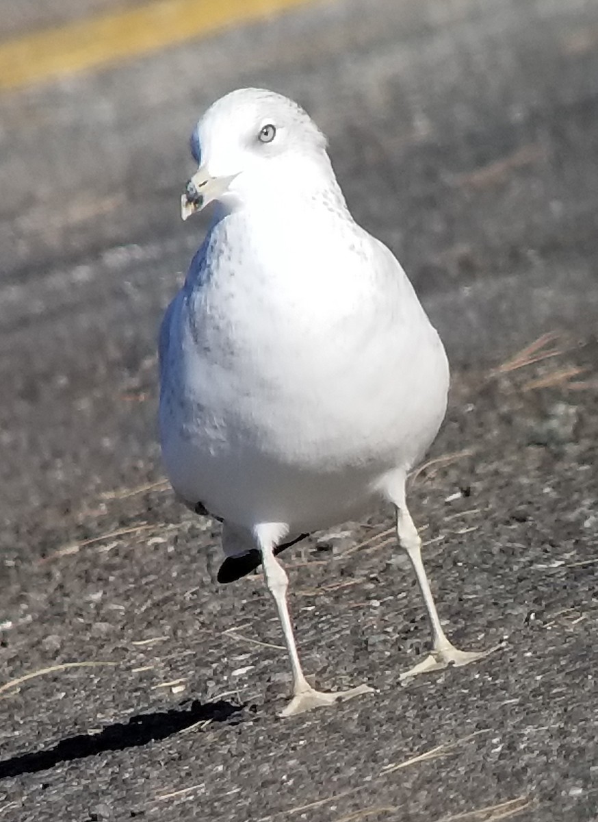 Ring-billed Gull - ML73158261