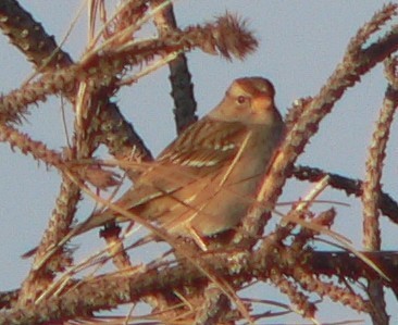 White-crowned Sparrow - ML73159631