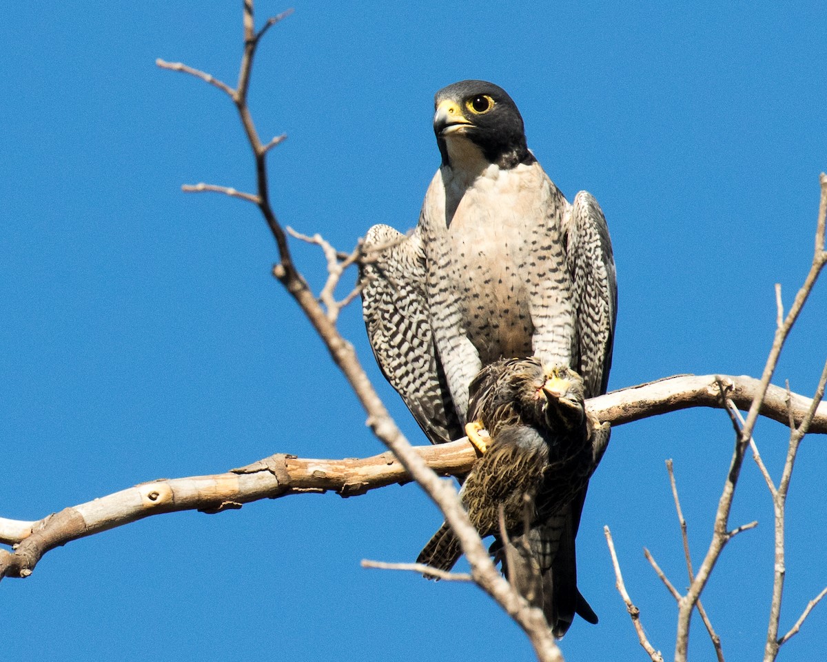 Peregrine Falcon - ML73159821