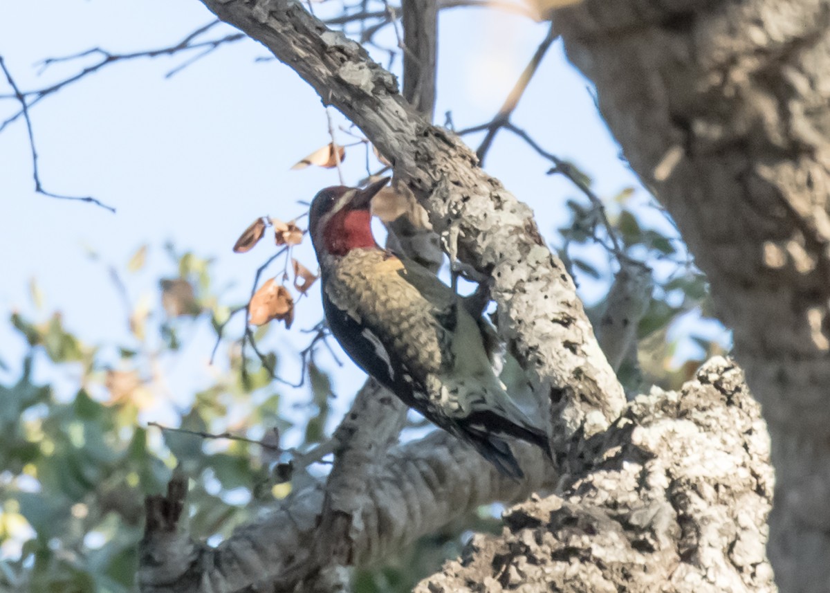 Red-naped Sapsucker - ML73160101