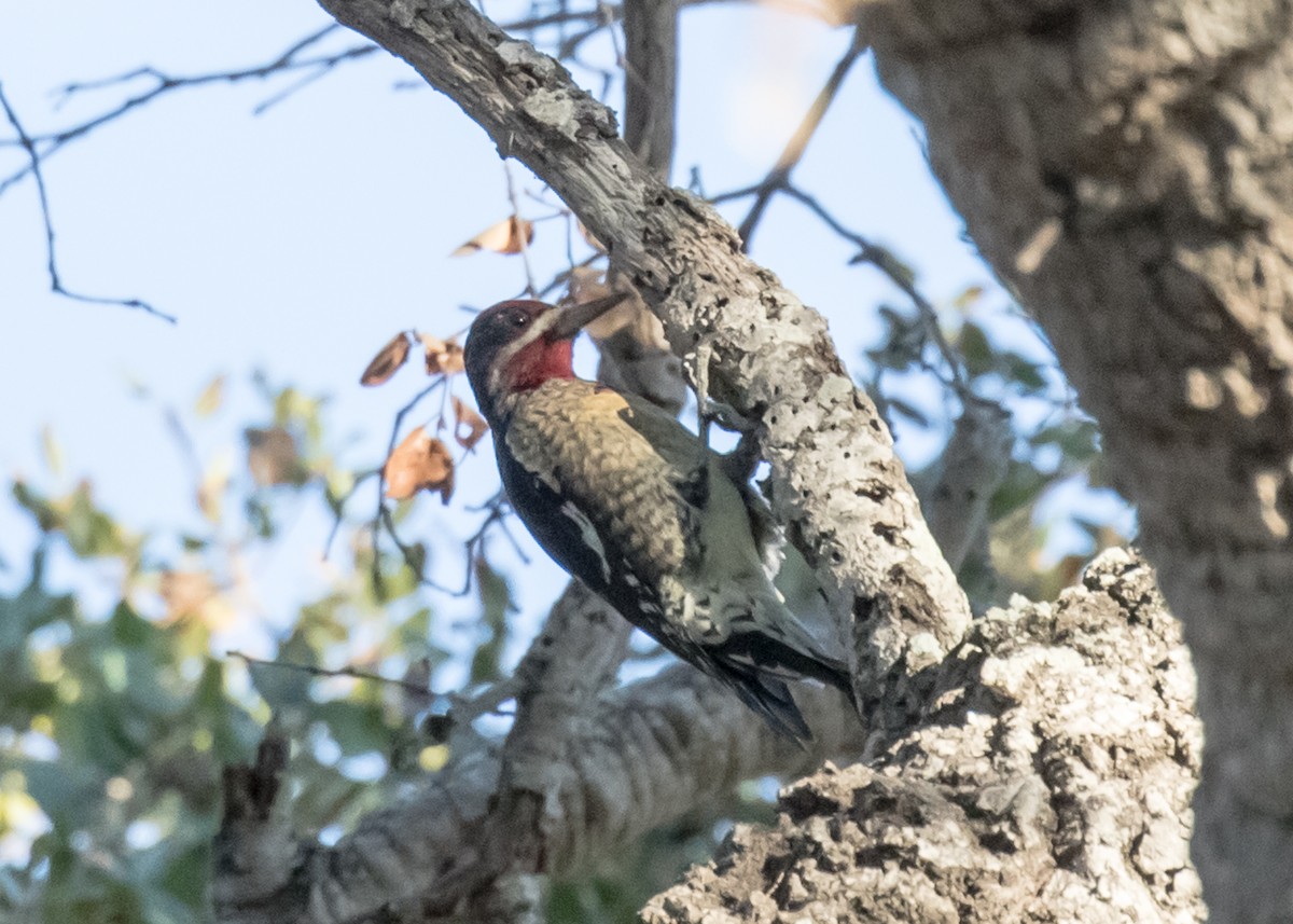 Red-naped Sapsucker - ML73160111