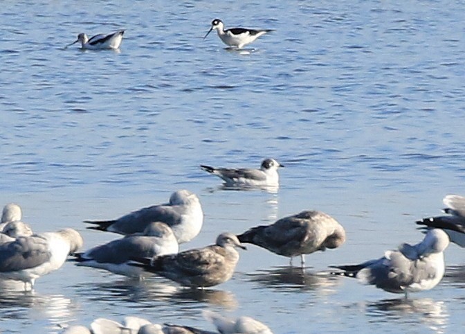 Franklin's Gull - ML73160121