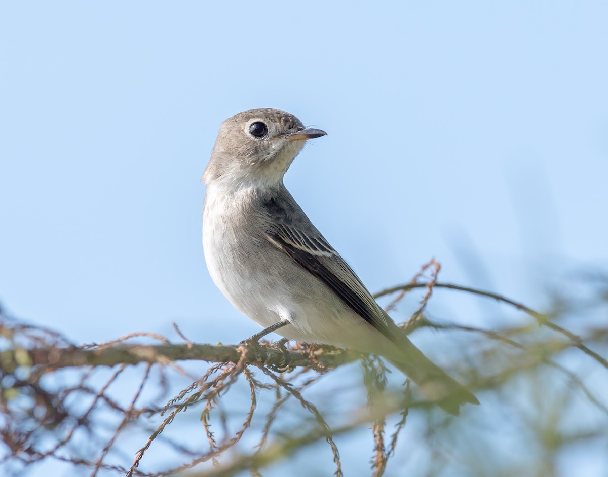 Asian Brown Flycatcher - ML73160441