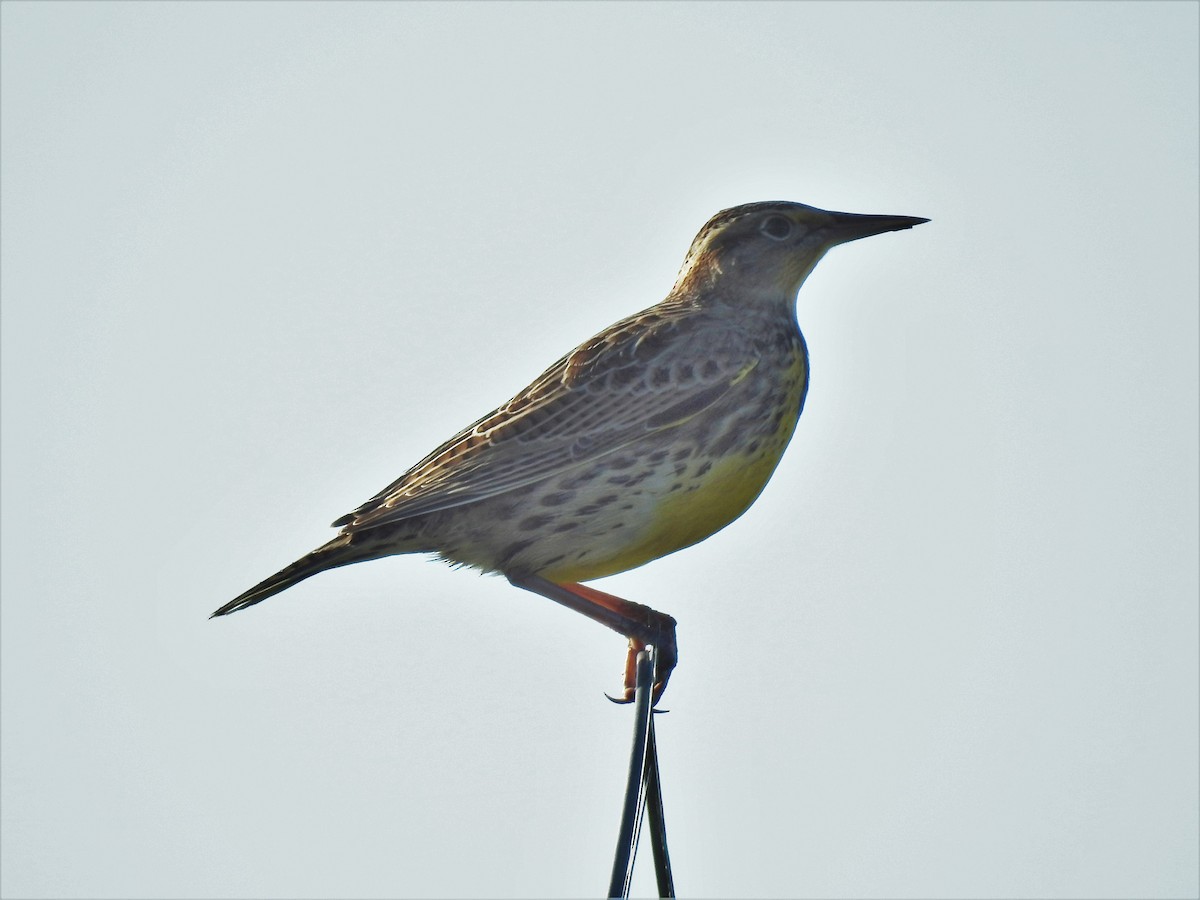 Western Meadowlark - ML73160501