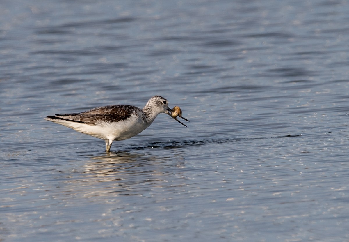 Common Greenshank - ML73160511