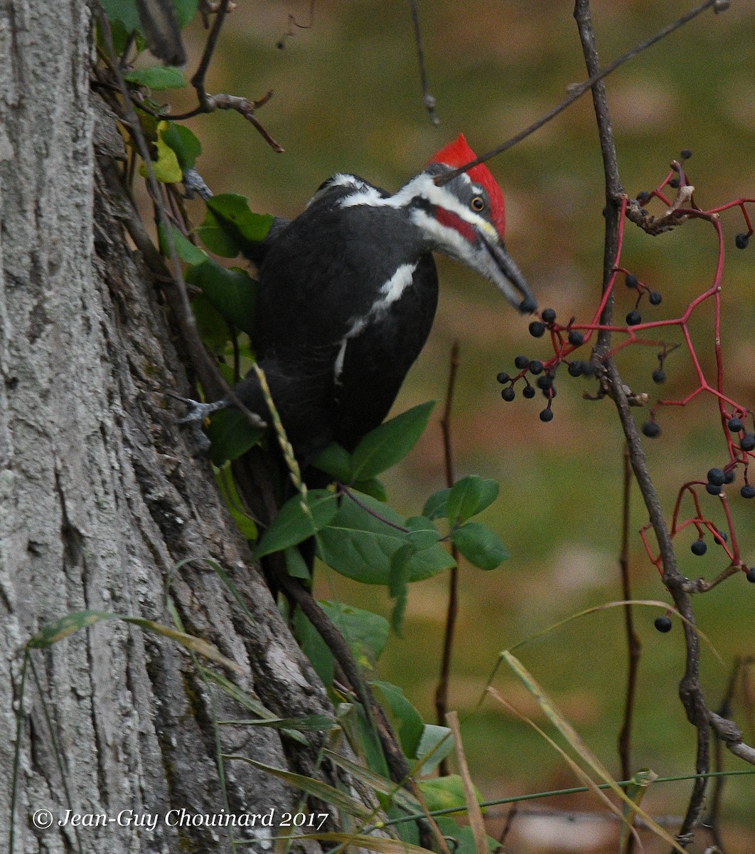 Pileated Woodpecker - ML73160731