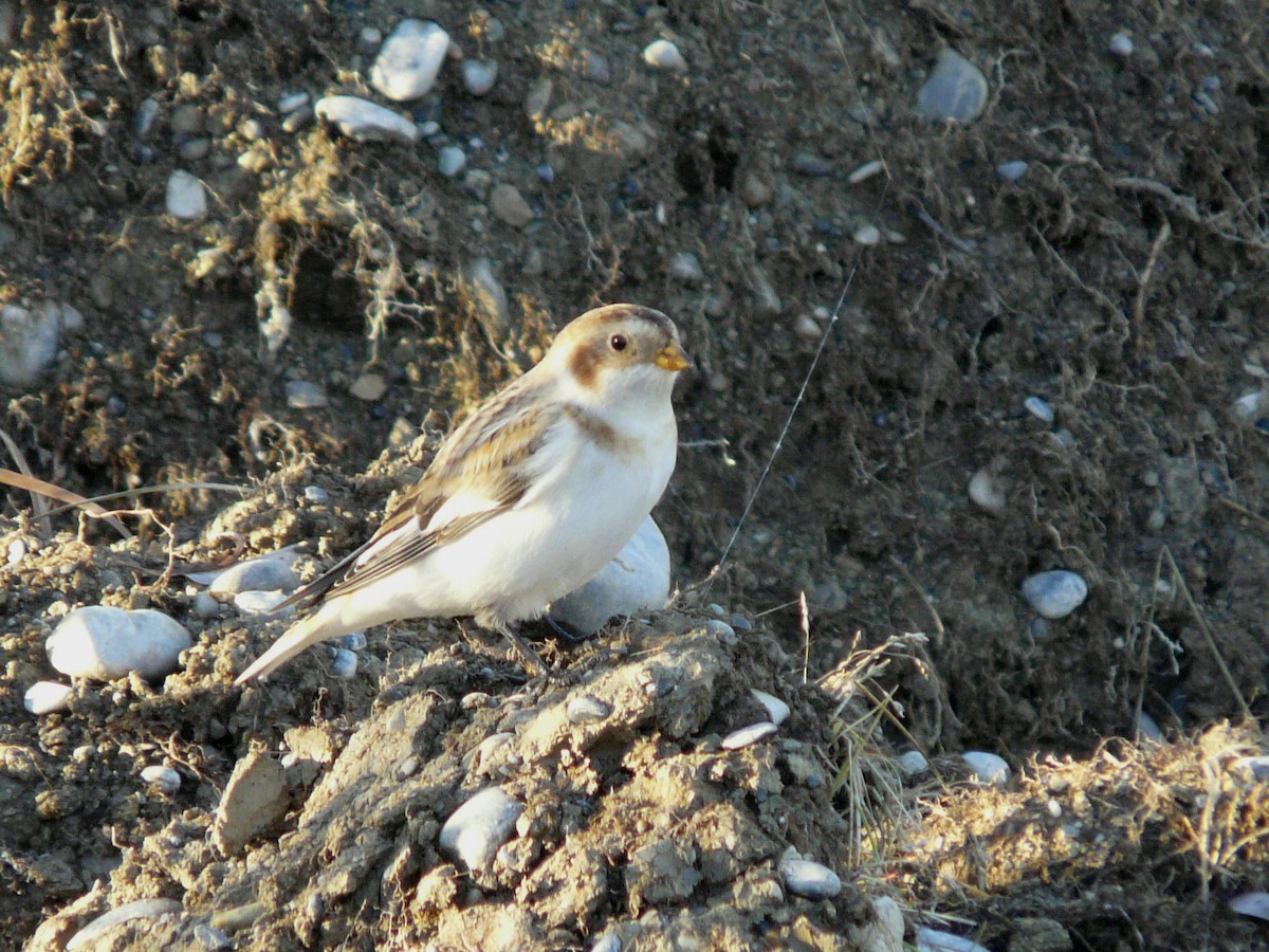 Snow Bunting - ML73161101