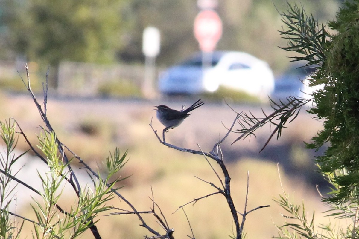 Bewick's Wren - ML73161211