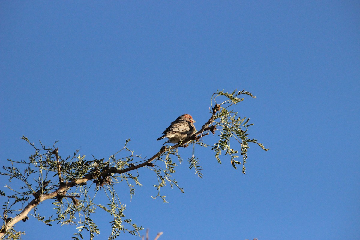 House Finch - ML73161311