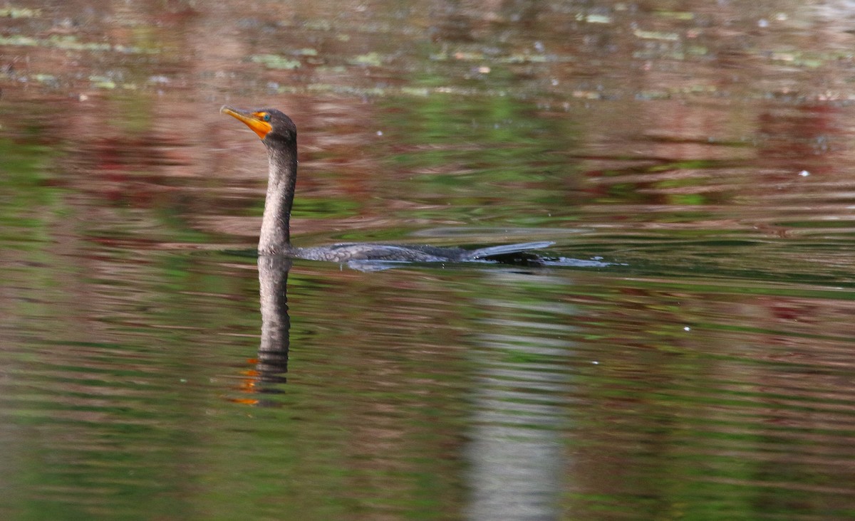 Double-crested Cormorant - ML73162021