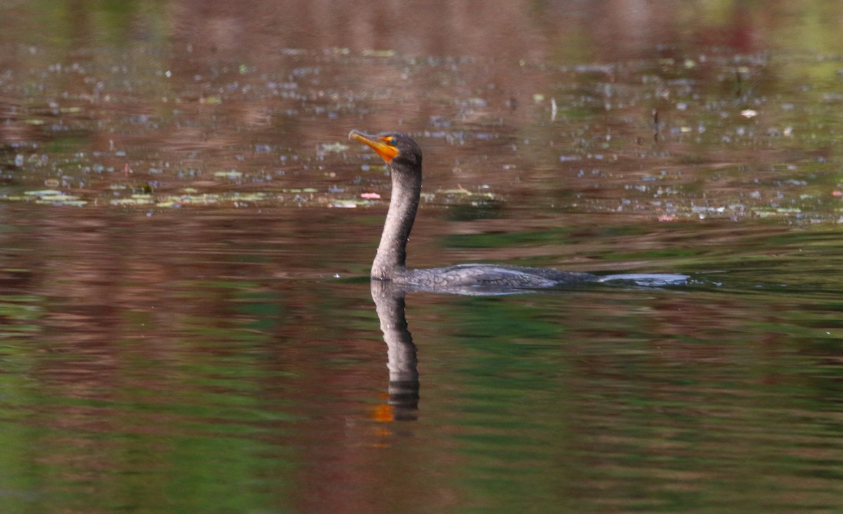 Double-crested Cormorant - Devin Griffiths