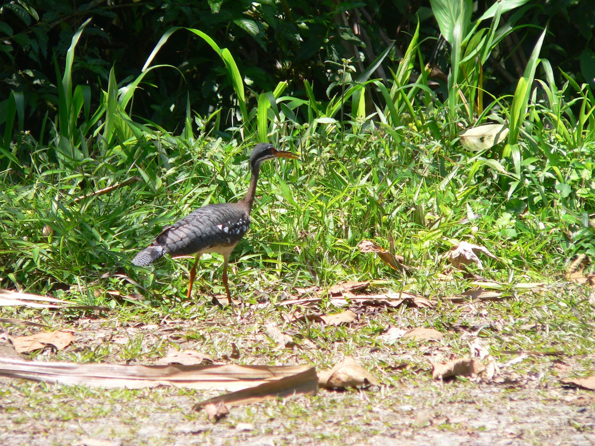 Sunbittern - ML73162221