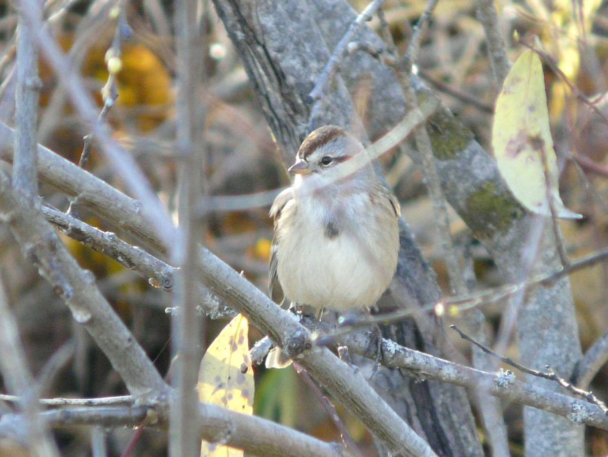 American Tree Sparrow - ML73162341