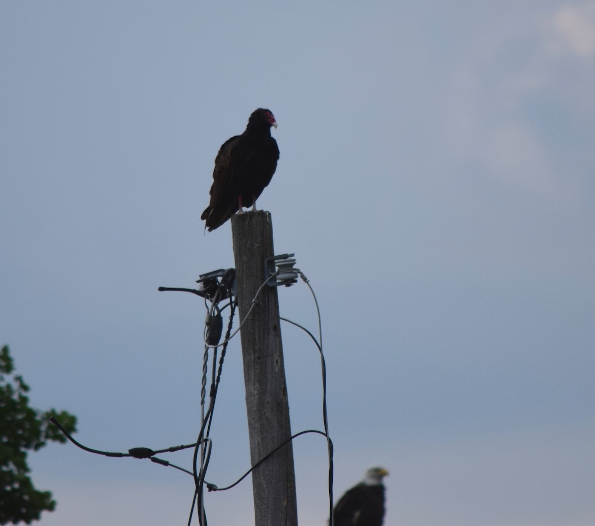 Turkey Vulture - ML73164141