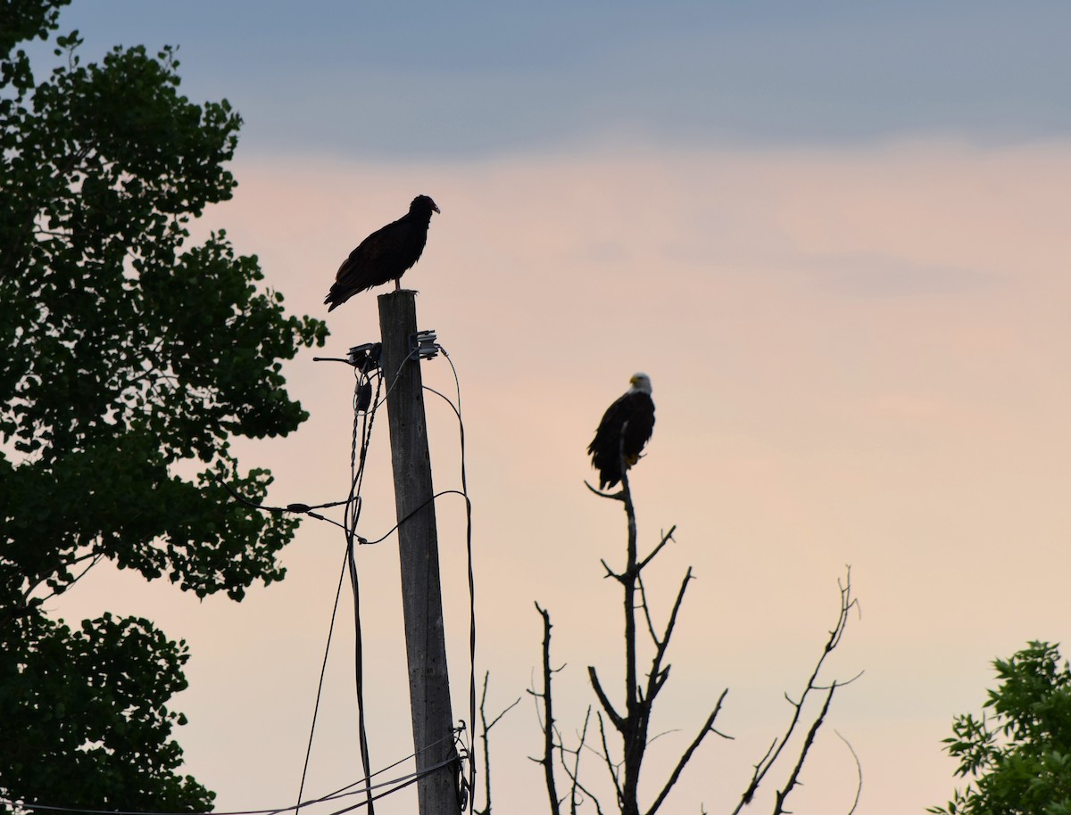 Turkey Vulture - ML73164151