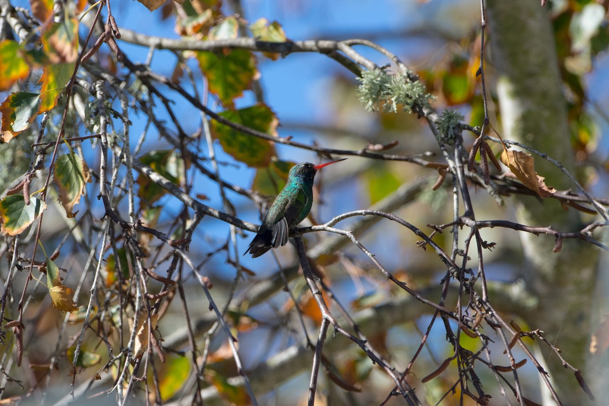 Broad-billed Hummingbird - Nicholas Levendosky