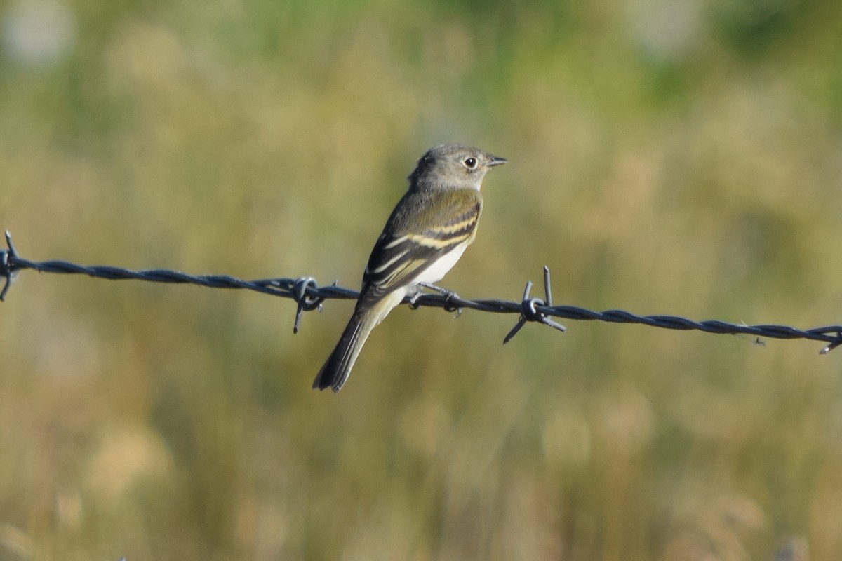 Least Flycatcher - ML73165911