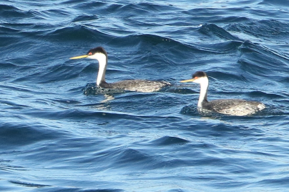 Western Grebe - ML73167141