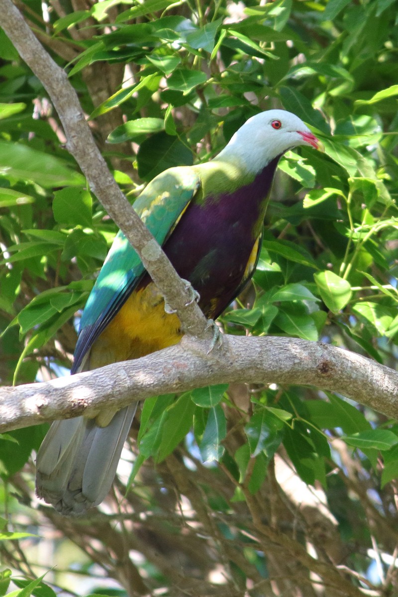 Wompoo Fruit-Dove - Chris A