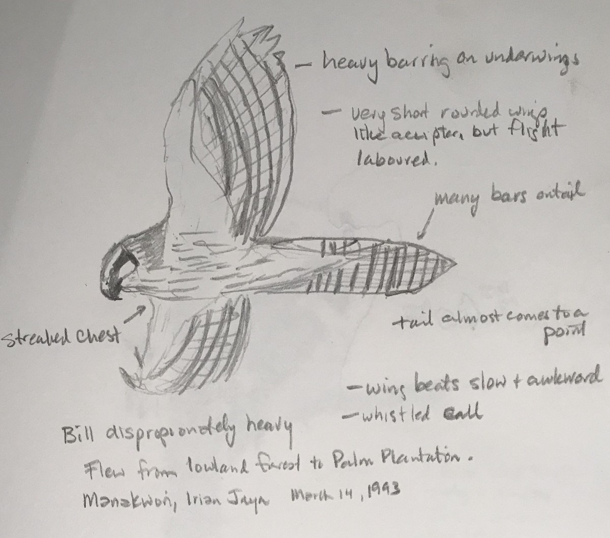 Doria's Goshawk - ML73168111