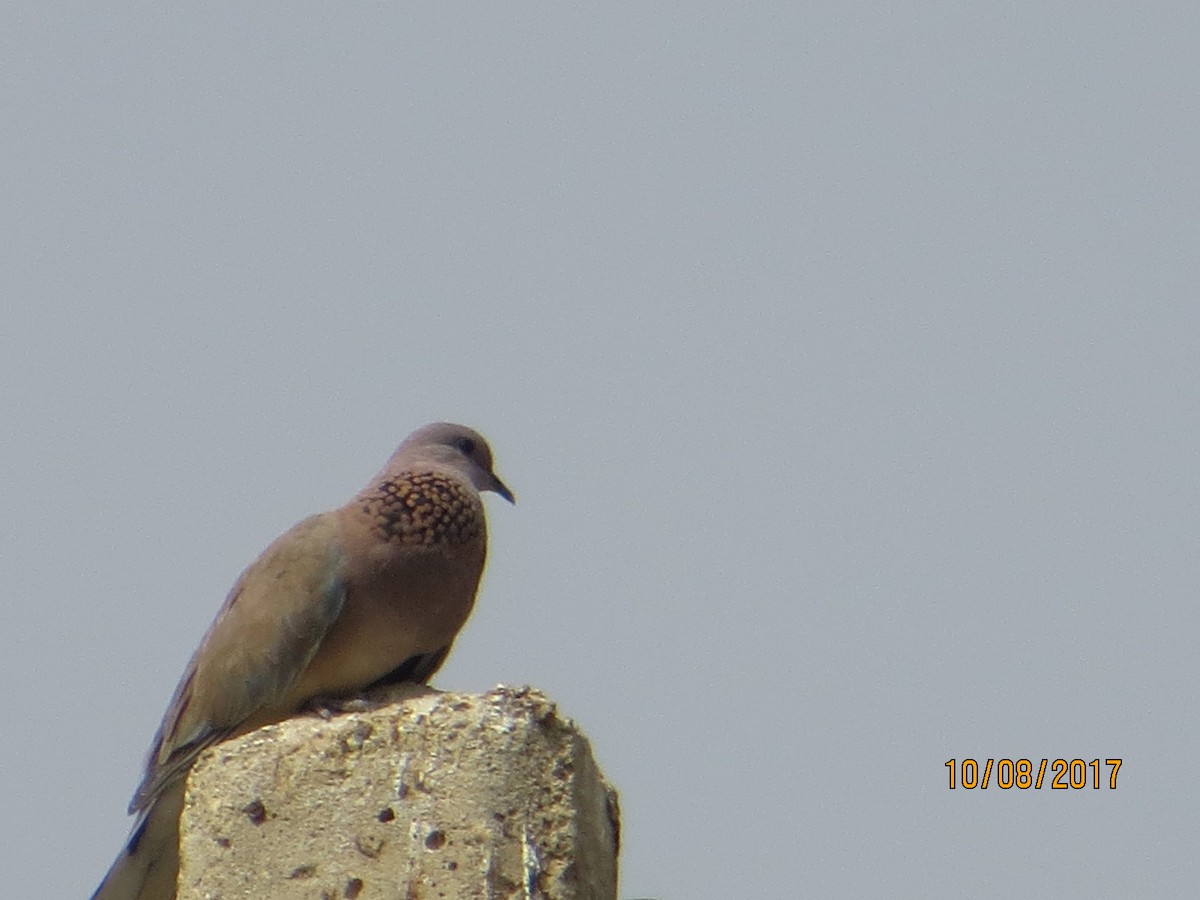 Laughing Dove - ML73169781