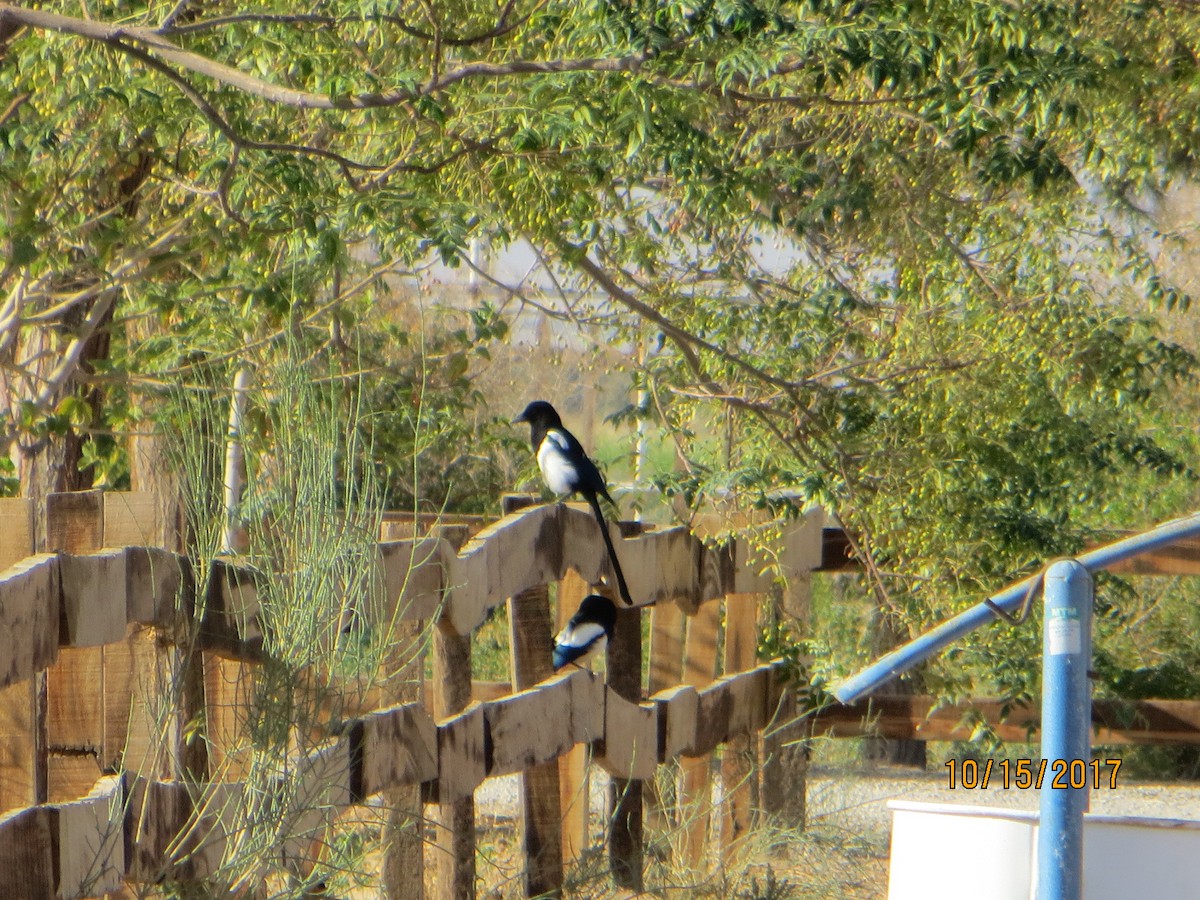 Eurasian Magpie - ML73170141