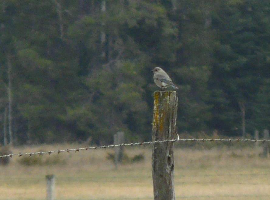 Mountain Bluebird - ML73171931