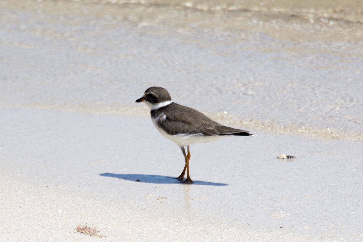 Semipalmated Plover - ML73172231