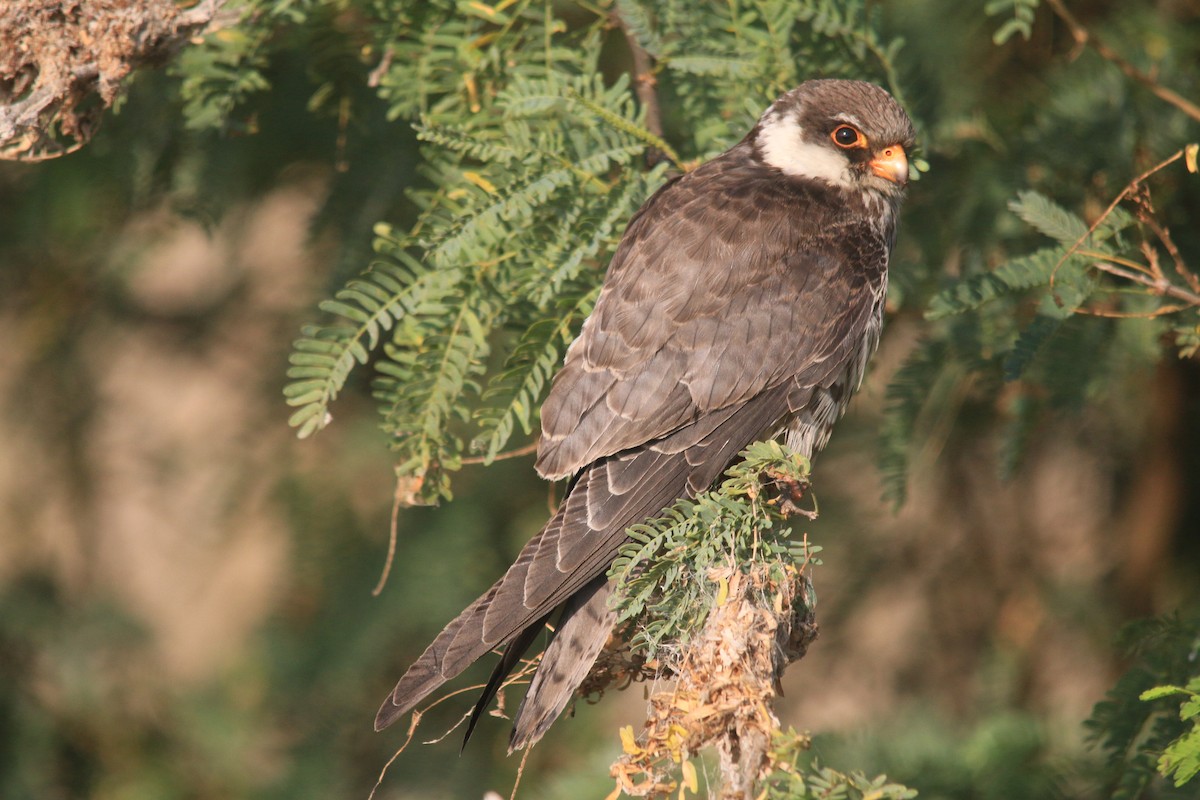 Amur Falcon - ML73174411
