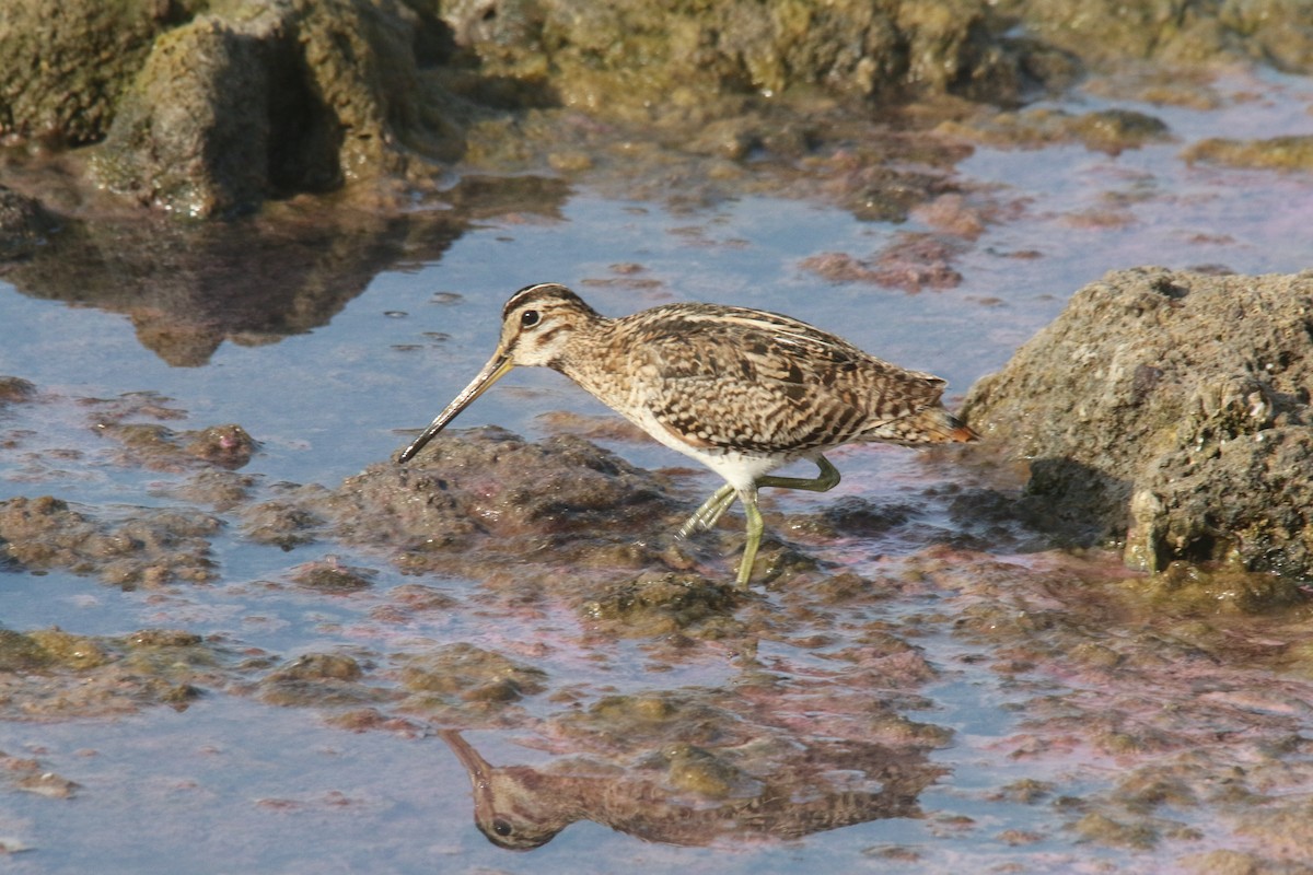 Pin-tailed Snipe - ML73174541
