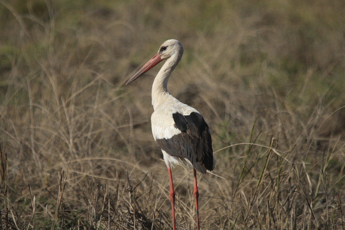 White Stork - ML73174591